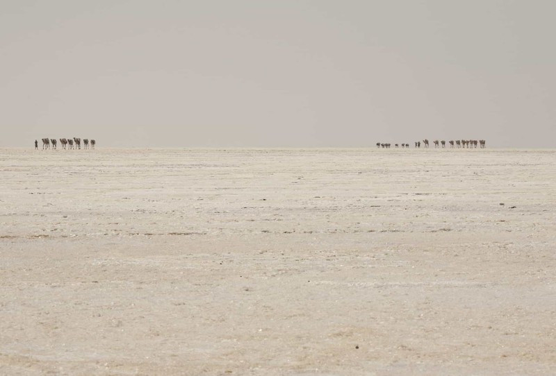 Những đoàn lạc đà sẽ mất 2 ngày để vận chuyển muối đến thị trấn Berahile. Mời độc giả xem thêm video: Tới thăm ngôi làng ở "tận cùng Trái đất" (Nguồn: VTC14)