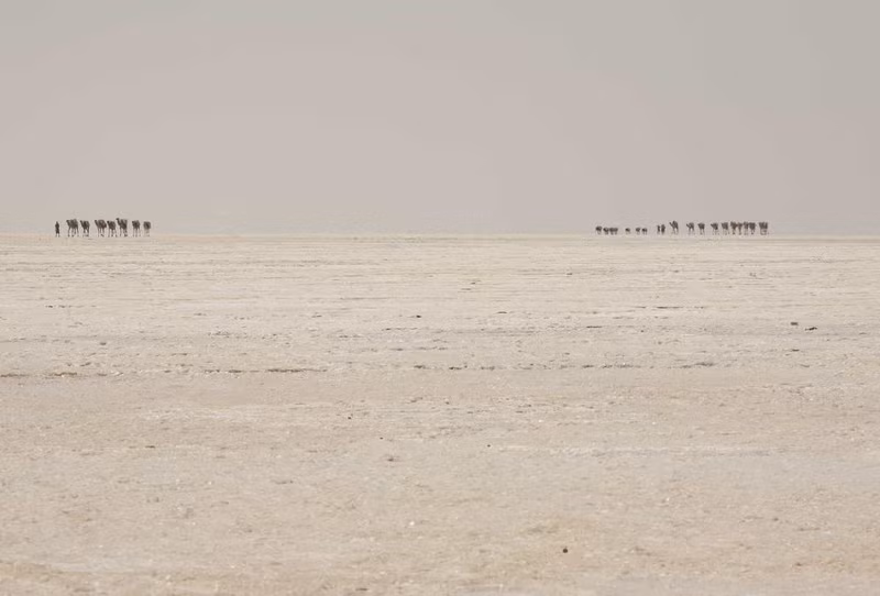 Những đoàn lạc đà sẽ mất 2 ngày để vận chuyển muối đến thị trấn Berahile. Mời độc giả xem thêm video: Tới thăm ngôi làng ở "tận cùng Trái đất" (Nguồn: VTC14)