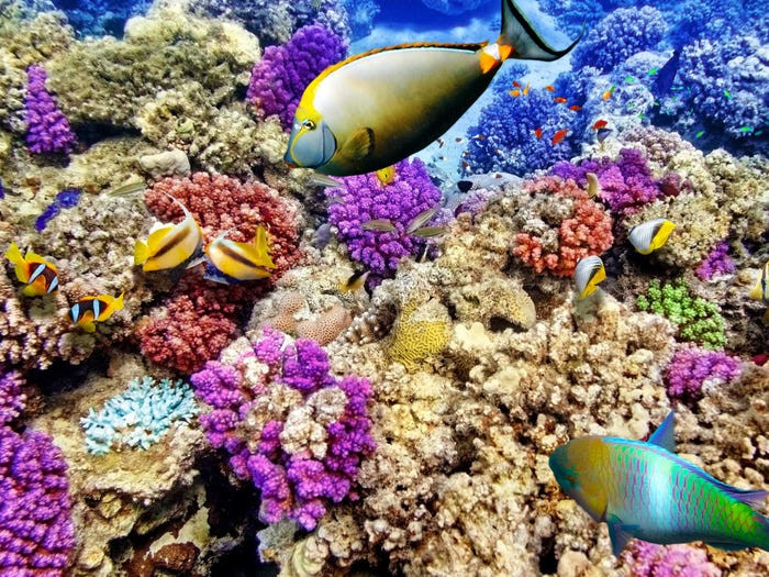 Rạn san hô lớn nhất thế giới Great Barrier Reef của Australia đã giảm hơn một nửa chỉ trong năm 2016 do nhiệt độ nước biển tăng. Các nhà khoa học dự đoán, rạn san hô này có thể biến mất hoàn toàn vào năm 2030.