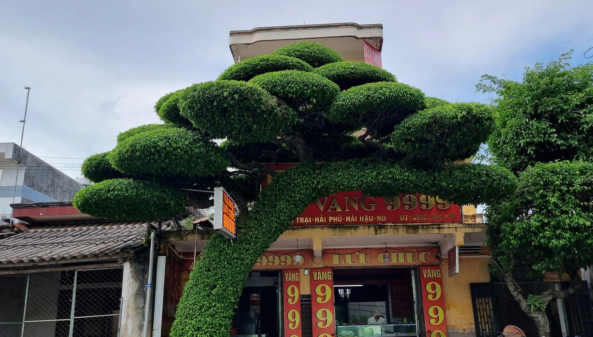 Thời gian gần đây, cây sanh trước cửa tiệm bán vàng của gia đình ông Đoàn Văn Tuyến và bà Lưu Thị Huế ở xã Hải Phú, huyện Hải Hậu, tỉnh Nam Định được nhiều người tìm đến chiêm ngưỡng và chia sẻ rầm rộ trên mạng. Ảnh: Dân Việt
