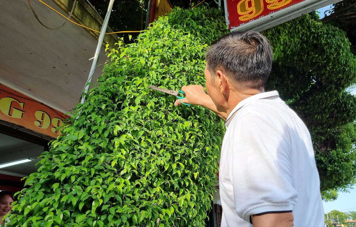 Thân cây hơi nghiêng về một phía. Ảnh: Dân Việt