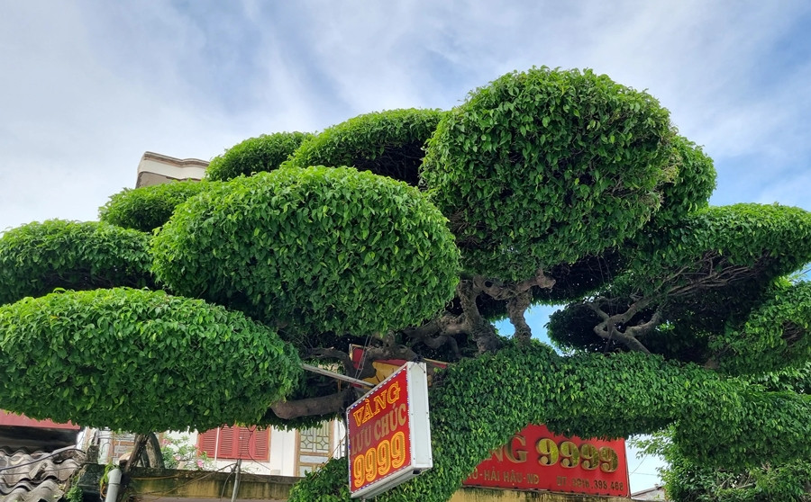 Ông dùng các loại thang, giàn giáo chuyên dụng để đảm bảo an toàn. Ảnh: Dân Việt