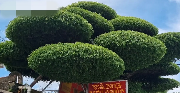 Cây sanh có kích cỡ lớn, hình dáng độc đáo, lá mọc kín từ gốc tới ngọn và có khoảng 40 tán tròn sum suê. Ảnh: Dân Việt