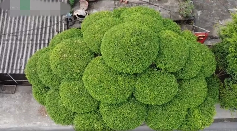 Tổng thể tán cây sanh có hình dáng như nón lá úp, rất đẹp mắt. Ảnh: Dân Việt