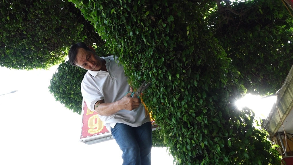 Cây sanh do ông Lưu Văn Chúc (bố vợ ông Tuyến) trồng cách đây hơn 40 năm và được uốn cành, tạo tán khoảng 30 năm nay. Ảnh: Dân trí