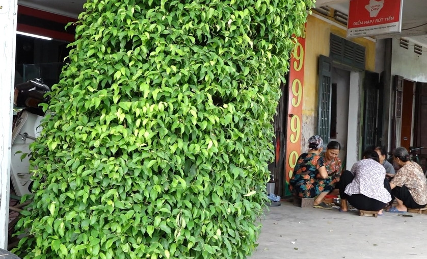 Điểm đặc biệt của cây sanh này là lá mọc chi chít từ gốc đến ngọn, che kín thân, cành, tạo màu xanh mướt, đẹp mắt. Ảnh: Dân trí