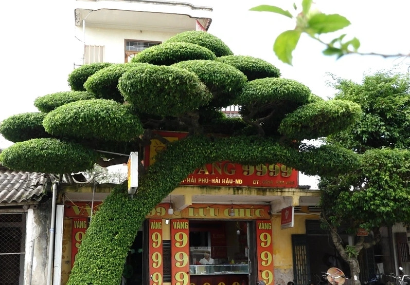 Các tán cây sanh được tạo theo kiểu tầng lớp, xen kẽ. Ảnh: Dân trí