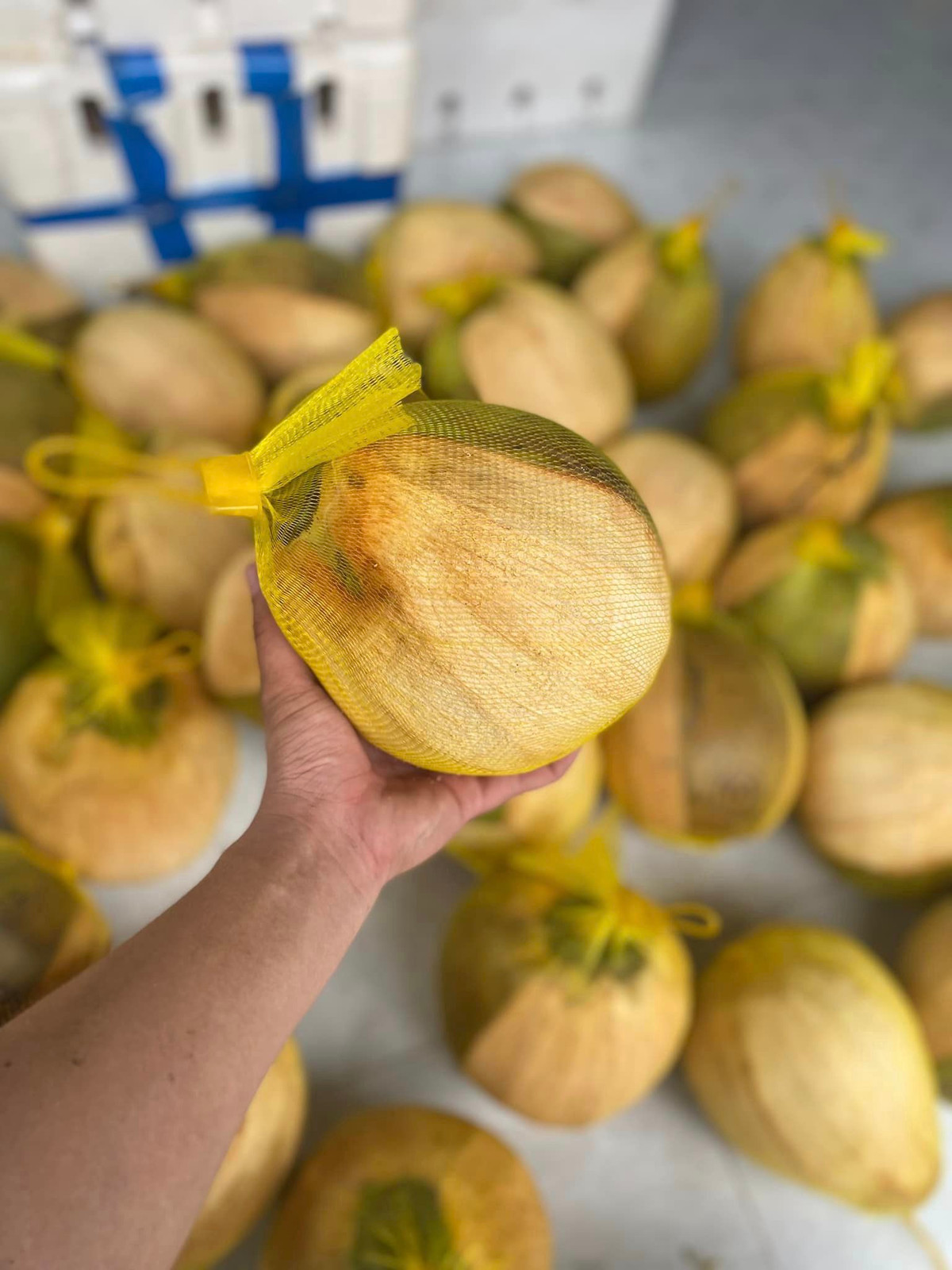 Mỗi năm, Trà Vinh chỉ có thể cung cấp khoảng 10 ngàn trái dừa sáp, chưa đáp ứng nhu cầu của du khách mua dùng thử. Sản lượng ít cũng là lý do khiến giá dừa sáp ở mức cao. Ảnh: Facebook