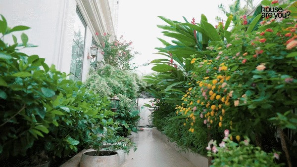 Vào bên trong, khu vườn tràn ngập tràn các loại hoa và cây cảnh với đủ màu sắc như cẩm tú cầu, hoa giấy, cúc baby...