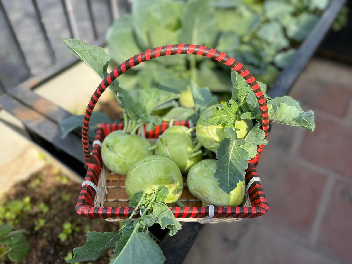 Trọng Tấn khoe rau sạch được thu hái trong khu vườn.