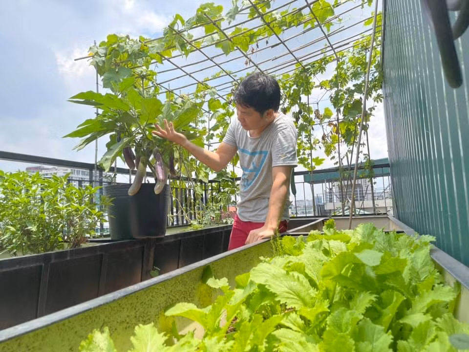 Vườn rau trong nhà Trọng Tấn tốt um khiến ai nấy đều ngưỡng mộ. Nguồn ảnh: FBNV