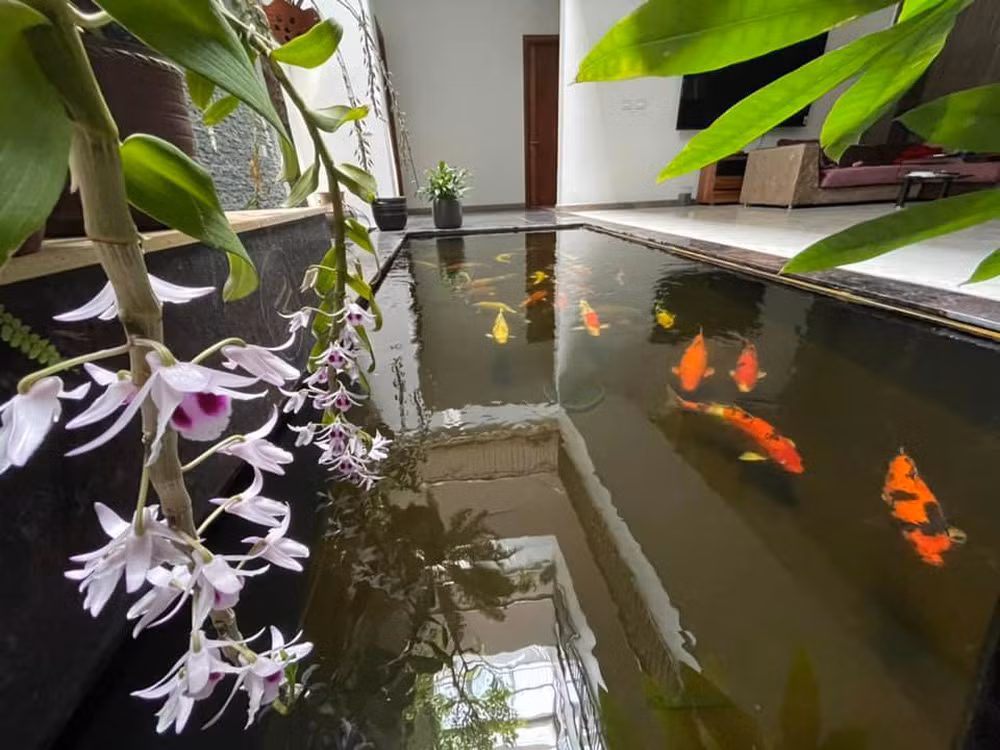 Ngay trong khuôn viên nhà phố, Trọng Tấn thiết kế một hồ rộng để nuôi cá Koi.