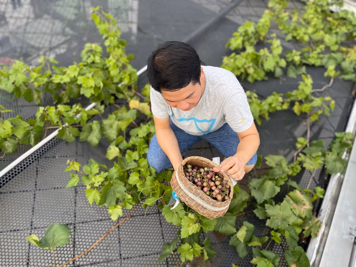 Trọng Tấn còn trồng được cả nho trên sân thượng.