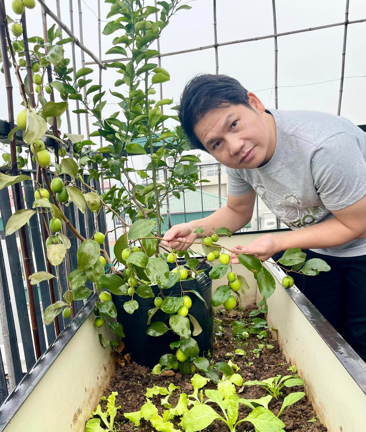 Cây táo nhỏ nhưng sai trĩu quả.