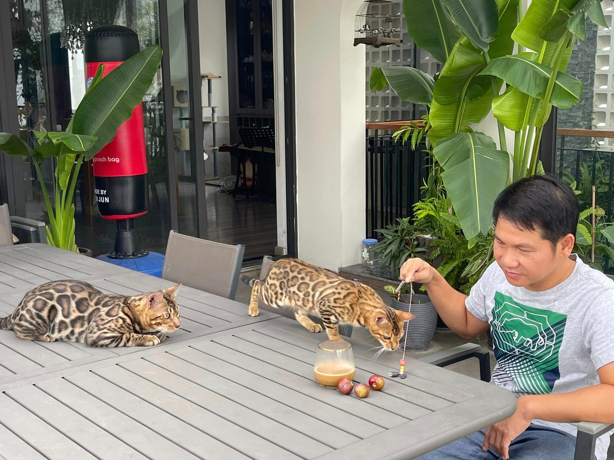 Nam ca sĩ đặc biệt yêu thích những chú mèo Bengal.