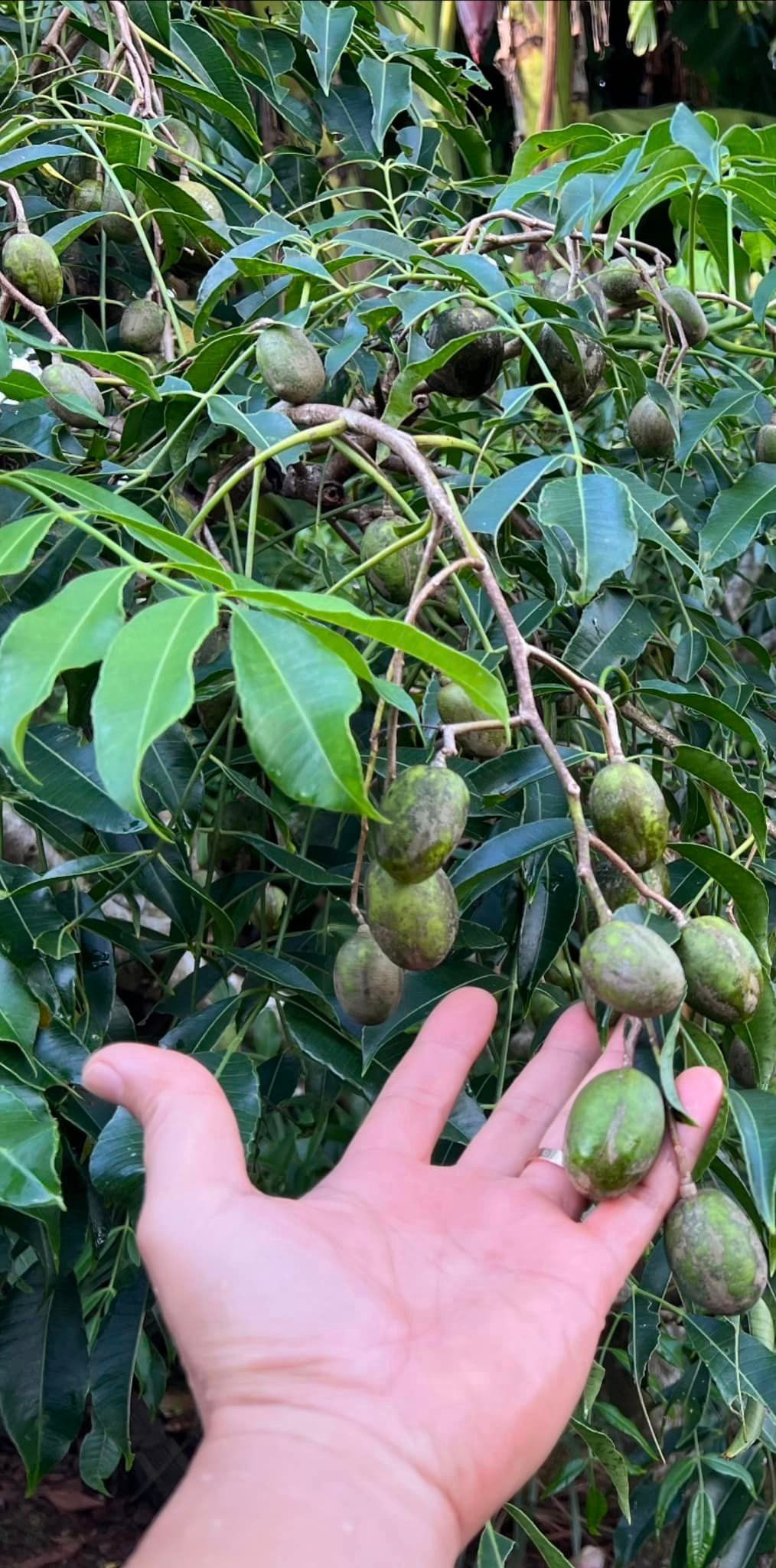 Khu vườn rộng rãi trồng đủ các loại cây ăn trái sai trĩu quả. Nguồn ảnh: FBNV