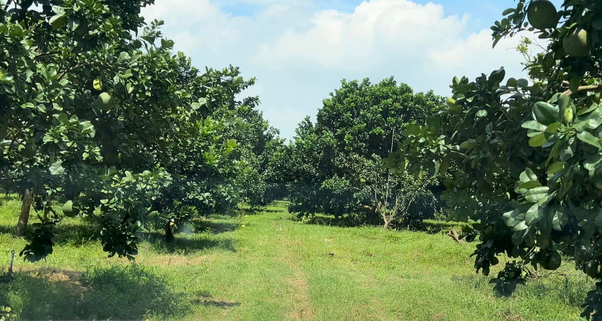 Nam doanh nhân thường xuyên chia sẻ hình ảnh về thăm khu vườn tại Vũng Tàu.