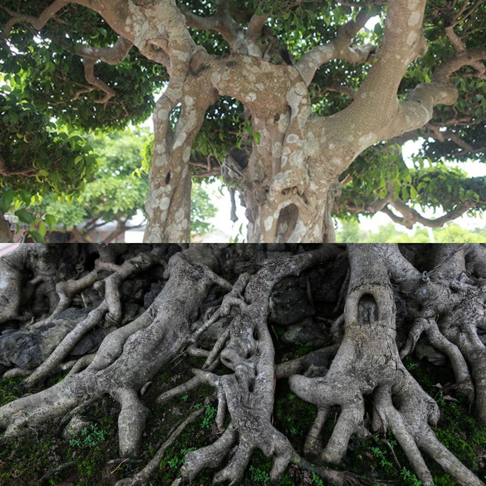 Bộ rễ của cây ôm trọn phiến đá cổ giống như những móng chân của phượng, tạo thế vững chắc. Ảnh: Người đưa tin