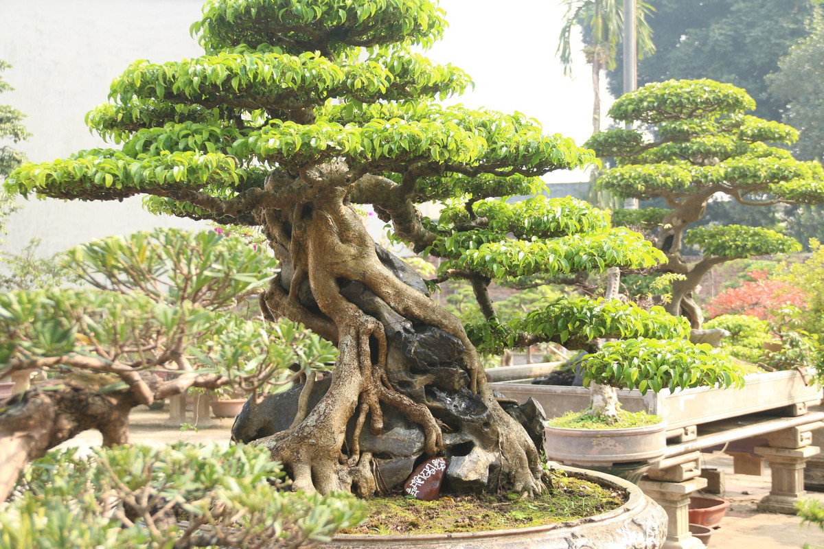 "Huyền phượng vũ" từng được trưng bày ở một số triển lãm sinh vật cảnh lớn trong nước, thu hút sự chú đặc biệt của khách tham quan. Ảnh: Dân trí