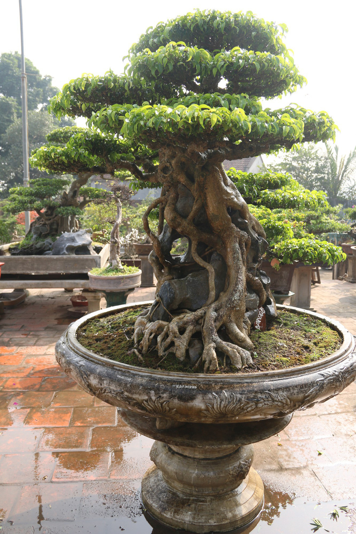 Đặc biệt, thân cây uốn lượn uyển chuyển tạo nên bố cục hài hòa như một tác phẩm nghệ thuật. Ảnh: Dân trí