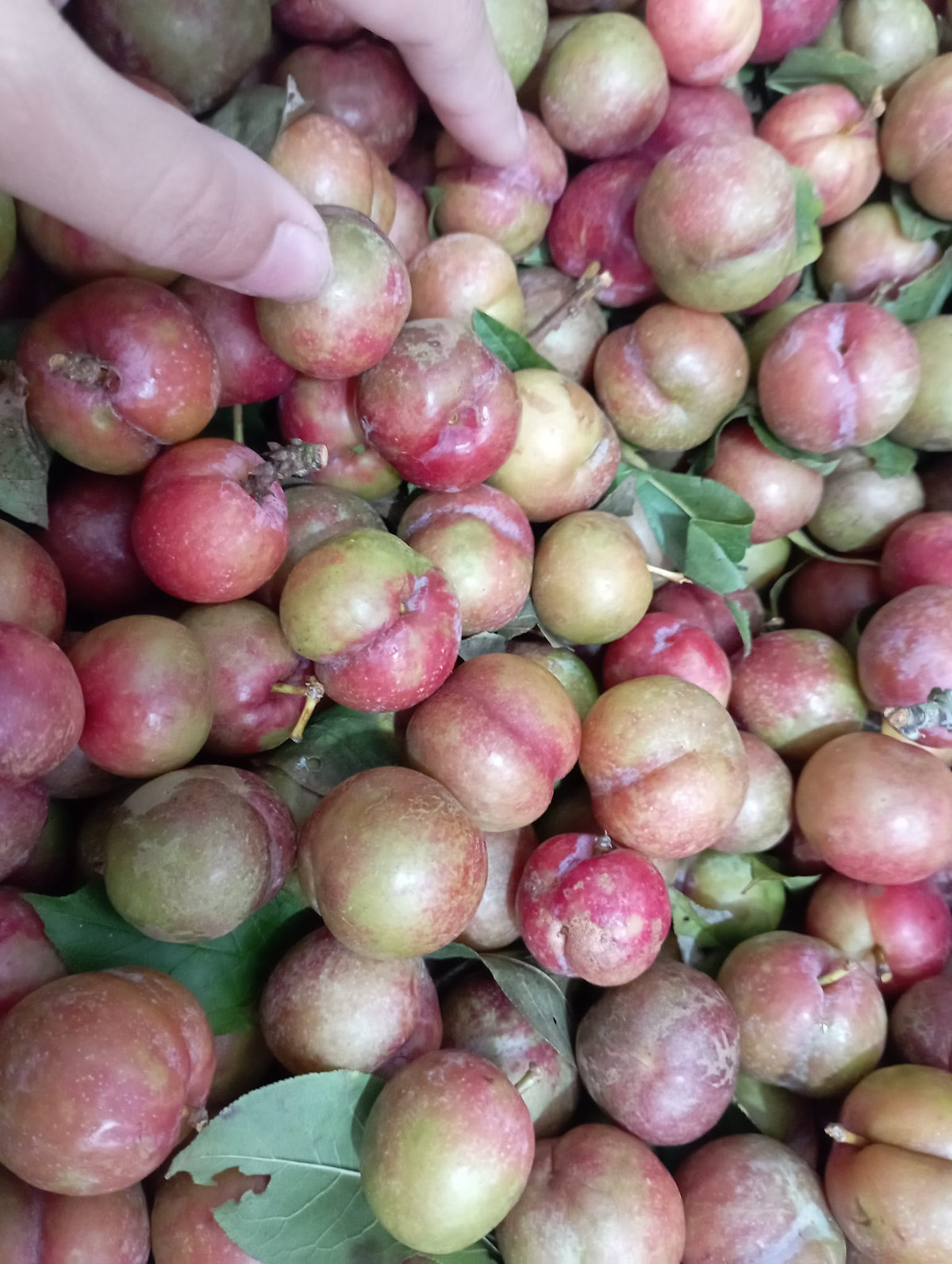 Bán mận trái mùa trên chợ mạng, chị Thảo (Thanh Xuân, Hà Nội) cho biết, hiện tại có bao nhiêu chị cũng bán hết bấy nhiêu. Có lúc, chỉ đăng khoảng 15 phút đã hết sạch hàng để bán.