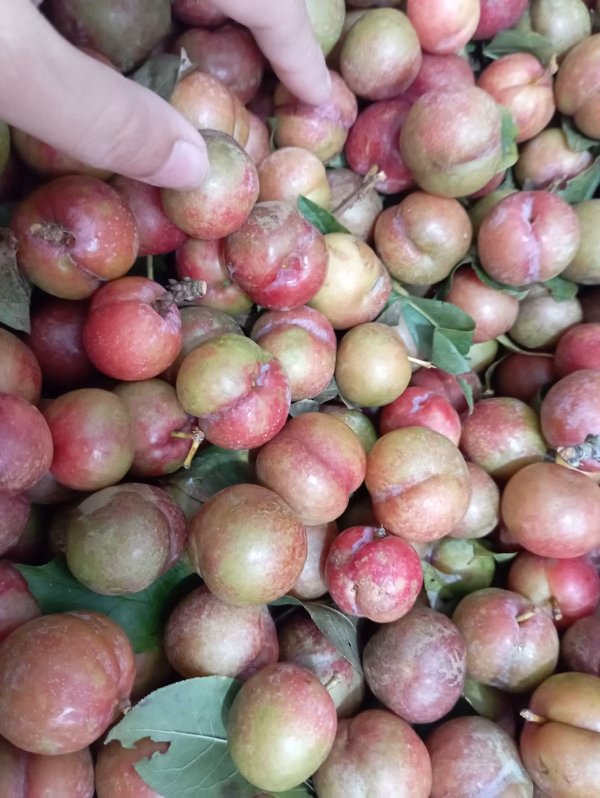 Bán mận trái mùa trên chợ mạng, chị Thảo (Thanh Xuân, Hà Nội) cho biết, hiện tại có bao nhiêu chị cũng bán hết bấy nhiêu. Có lúc, chỉ đăng khoảng 15 phút đã hết sạch hàng để bán.