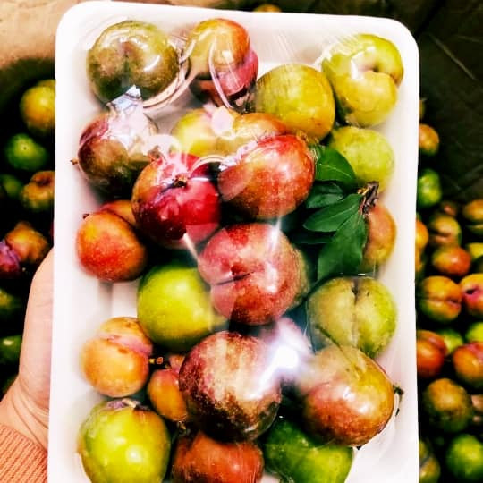 Theo chị Thảo, mận hậu trái mùa khá hiếm. Mỗi nhà vườn chỉ có khoảng 2-3kg. Người mua phải mua gom từng nhà dân trong bản rồi mới chuyển xuống Hà Nội.