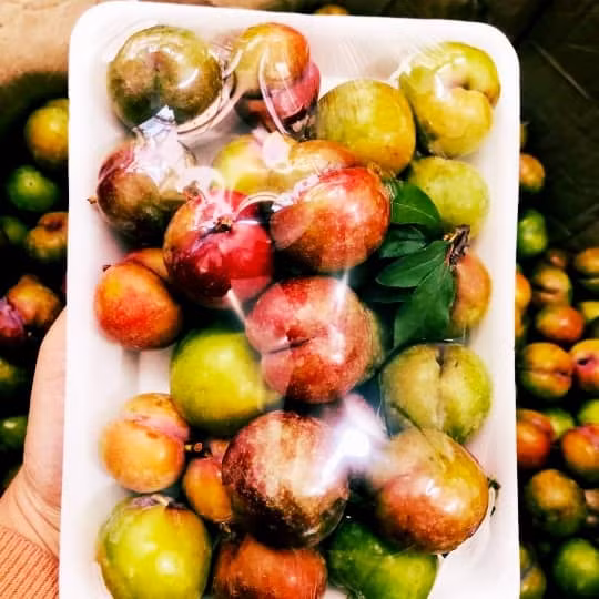 Theo chị Thảo, mận hậu trái mùa khá hiếm. Mỗi nhà vườn chỉ có khoảng 2-3kg. Người mua phải mua gom từng nhà dân trong bản rồi mới chuyển xuống Hà Nội.