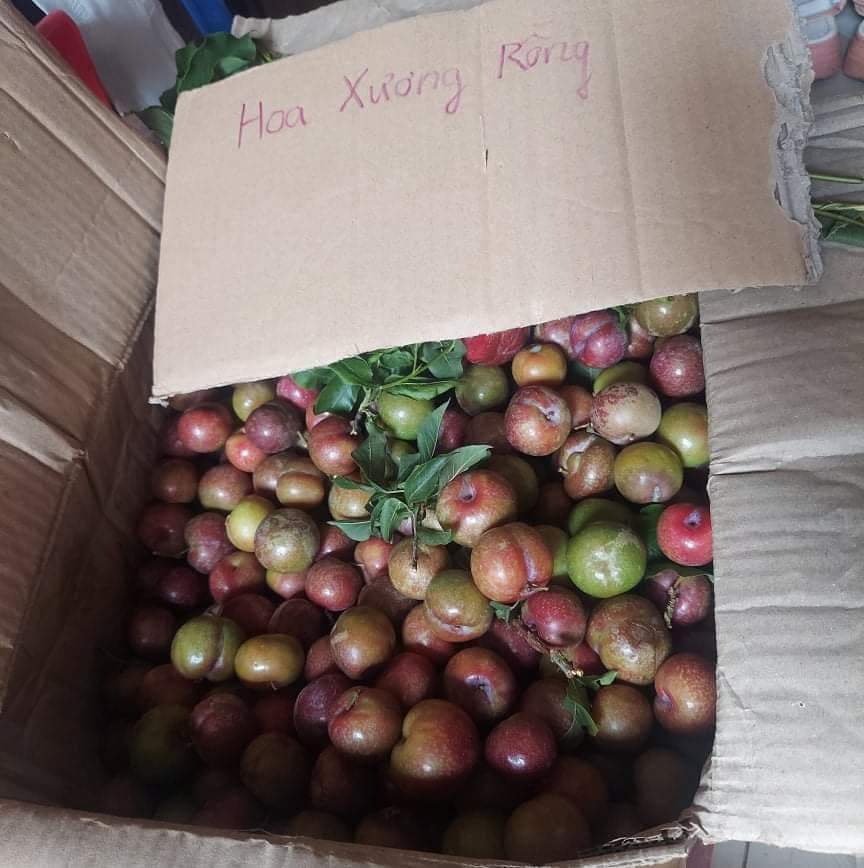 Dù rất đắt nhưng mận hậu trái mùa vẫn khác hút khách. Chị Nga (trú tại Hoàng Mai, Hà Nội) cho biết: "Hôm trước thấy mận hậu trái mùa rao bán trên chợ chung cư chỗ tôi ở với giá 350.000 đồng/kg, đắt hơn thịt bò. Vì thèm quá nên tôi đặt 0,5kg về ăn".