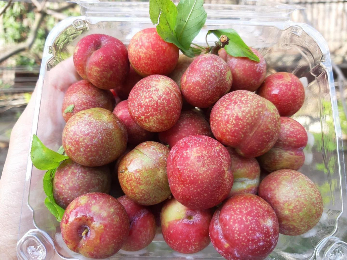 Do là mận trái mùa nên giá khá đắt, dao động từ 215.000 - 360.000 đồng/kg. Thậm chí, có thời điểm giá lên tới gần nửa triệu đồng/kg.