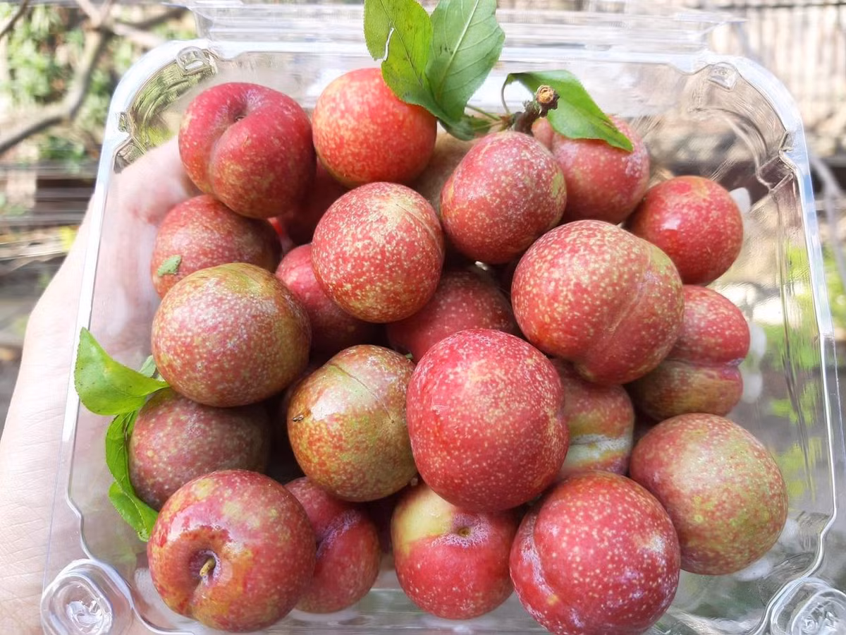 Do là mận trái mùa nên giá khá đắt, dao động từ 215.000 - 360.000 đồng/kg. Thậm chí, có thời điểm giá lên tới gần nửa triệu đồng/kg.