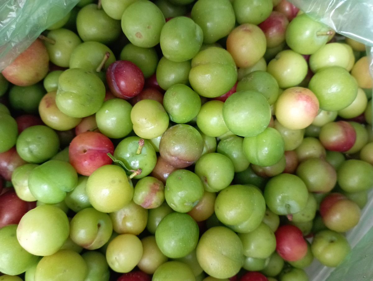 Theo chị Nga, chỉ vài tháng nữa là đến mùa hận hậu chính vụ, giá chỉ vài chục nghìn một kg. Thế nhưng, mận trái mùa vừa chua vừa chát, ăn cũng rất thú vị.