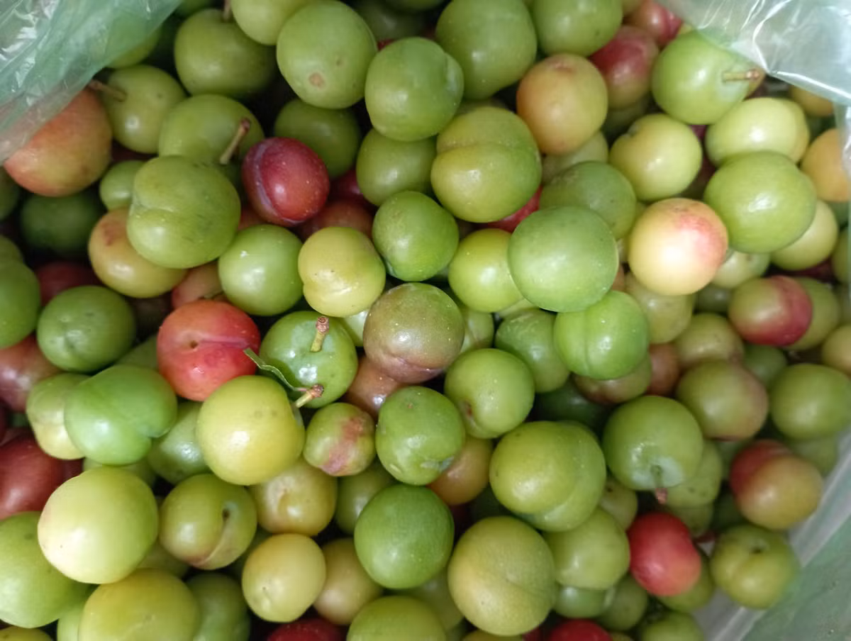 Theo chị Nga, chỉ vài tháng nữa là đến mùa hận hậu chính vụ, giá chỉ vài chục nghìn một kg. Thế nhưng, mận trái mùa vừa chua vừa chát, ăn cũng rất thú vị.