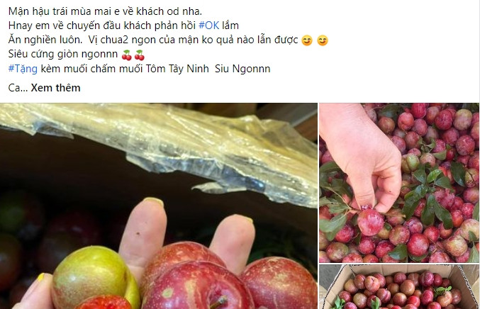 Dù phải 4 - 5 tháng nữa mới đến mùa nhưng thời gian gần đây mận hậu trái mùa đã được rao bán nhiều trên chợ mạng.