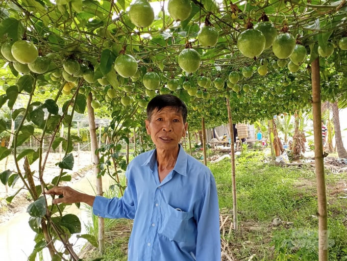 Chanh leo ngọt do lão nông Nguyễn Hữu Công (xã Song Phụng, huyện Long Phú, tỉnh Sóc Trăng) lai tạo từ giống chanh leo thường với nhãn lồng. Ảnh: Nongnghiep