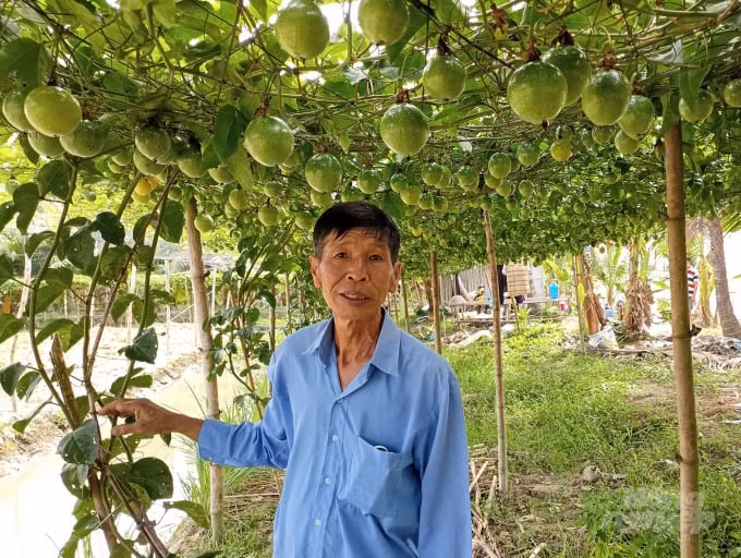 Chanh leo ngọt do lão nông Nguyễn Hữu Công (xã Song Phụng, huyện Long Phú, tỉnh Sóc Trăng) lai tạo từ giống chanh leo thường với nhãn lồng. Ảnh: Nongnghiep