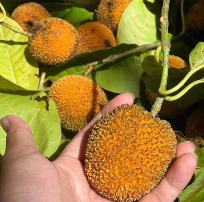 Giờ đây, loại quả dại này "lên đời" thành đặc sản lạ ở thành phố, giá từ 100.000 - 120.000 đồng/kg trên chợ mạng. Ảnh: Facebook