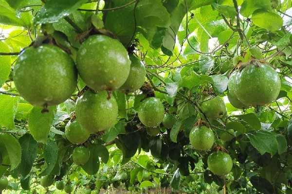 Với hơn 5.000 gốc chanh leo ngọt, ông Công bán ra thị trường 2,5 - 3 tấn/đợt (mỗi đợt thu hoạch khoảng 2 tháng) với giá từ 80.000 - 120.000 đồng/kg, mang về nguồn thu không nhỏ. Ảnh: Internet