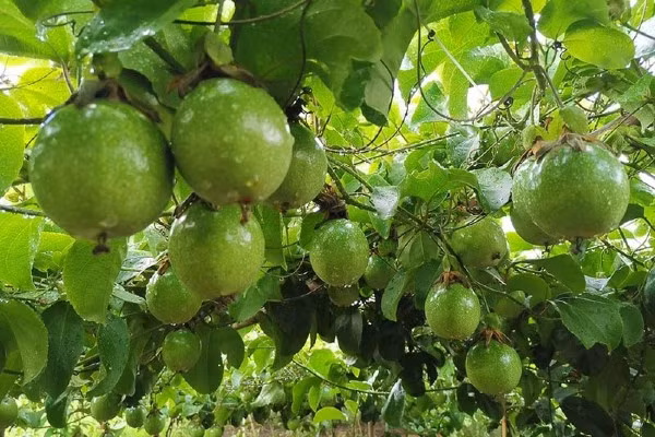 Với hơn 5.000 gốc chanh leo ngọt, ông Công bán ra thị trường 2,5 - 3 tấn/đợt (mỗi đợt thu hoạch khoảng 2 tháng) với giá từ 80.000 - 120.000 đồng/kg, mang về nguồn thu không nhỏ. Ảnh: Internet