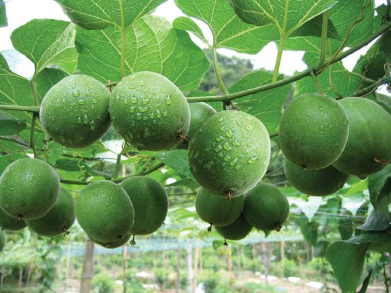 Trước đây, cây la hán mọc hoang quanh hàng rào, sau đó được mang về trồng vì đem lại giá trị kinh tế. Ở Việt Nam, la hán trồng nhiều ở vùng núi Tây Bắc như Lào Cai, Sơn La... Ảnh: Internet