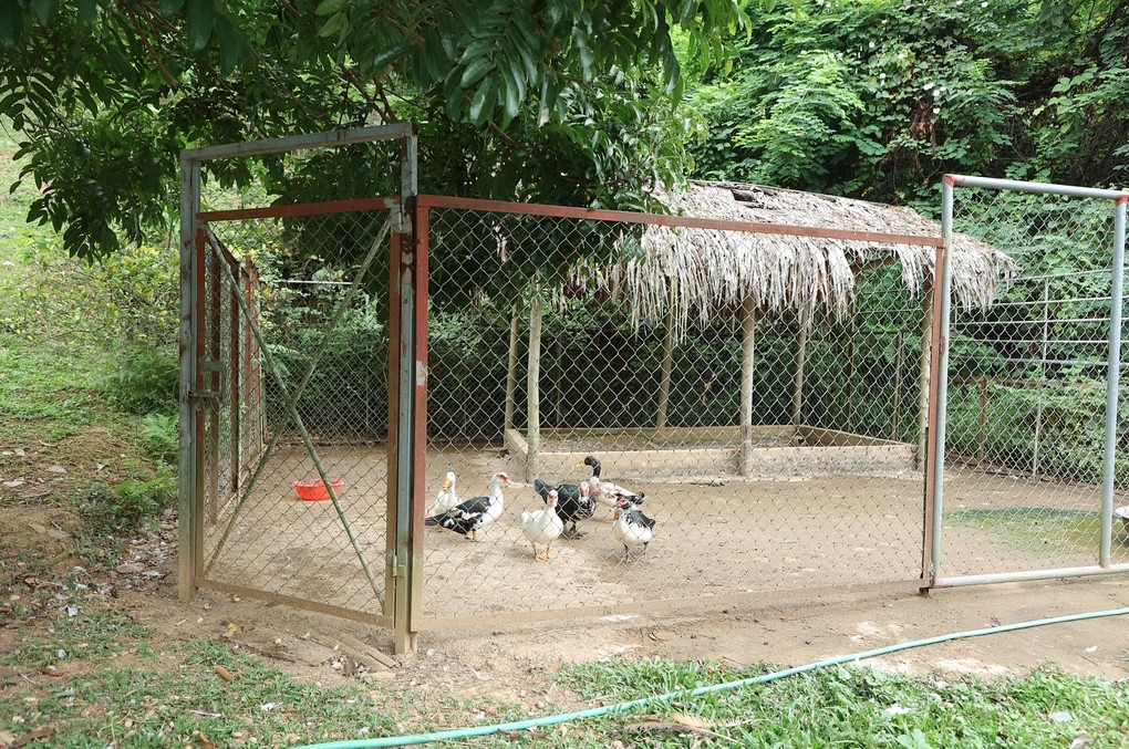 Không chỉ trồng cây, Việt Hoàn còn nuôi mèo, gà, ngan, vịt, chim công, trĩ, vẹt... Ảnh: Dân trí