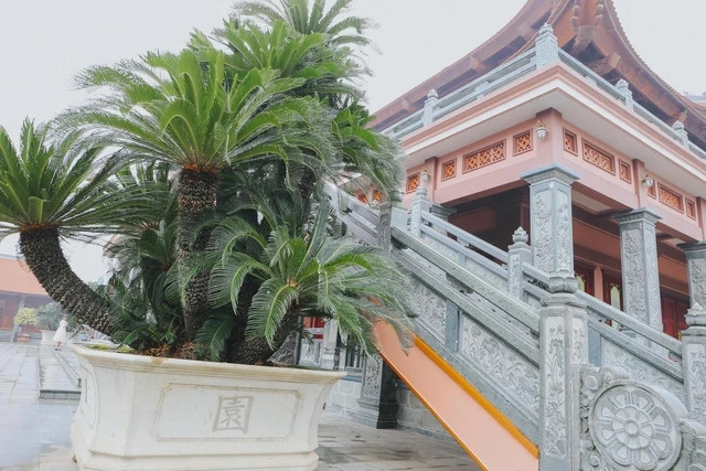 Trong đó có 2 cây vạn tuế được nhập từ Nhật Bản, giá trị hơn 1 tỷ đồng. Ảnh: Nhịp sống thị trường