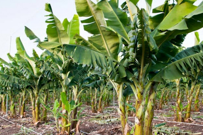 Ở Nhật Bản, lá chuối đắt do không trồng được rộng rãi. Ảnh: Internet