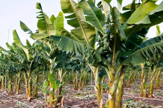 Ở Nhật Bản, lá chuối đắt do không trồng được rộng rãi. Ảnh: Internet