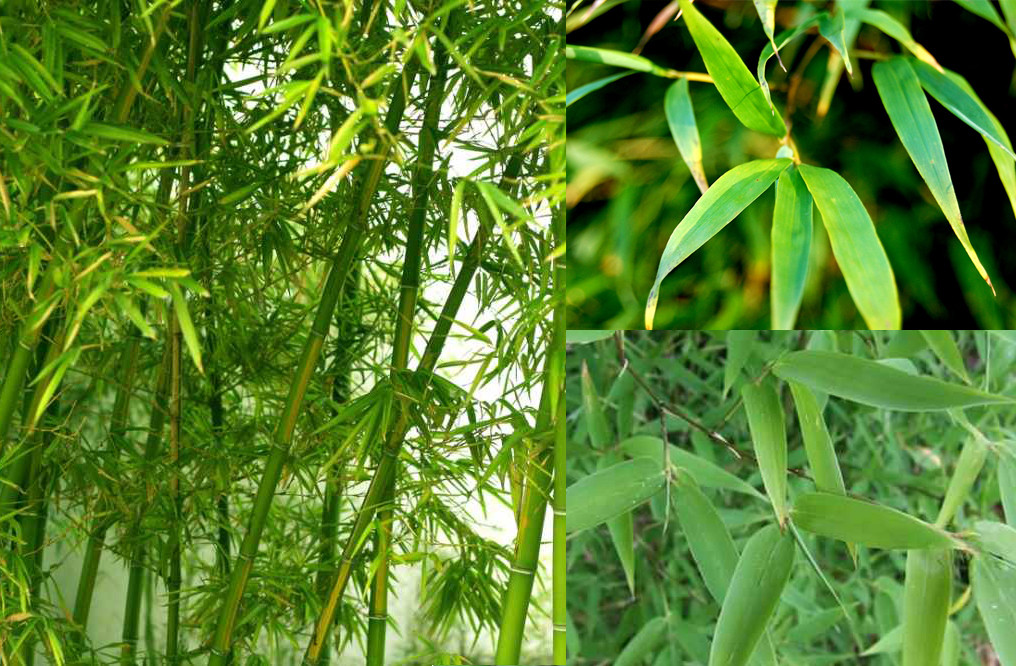 Tre là loại cây quen thuộc ở làng quê Việt Nam. Thân tre có thể dùng làm nhà, đan lát hoặc lấy măng chế biến thực phẩm. Lá tre không được ưa chuộng, thường rụng đầy gốc. Ảnh: Internet