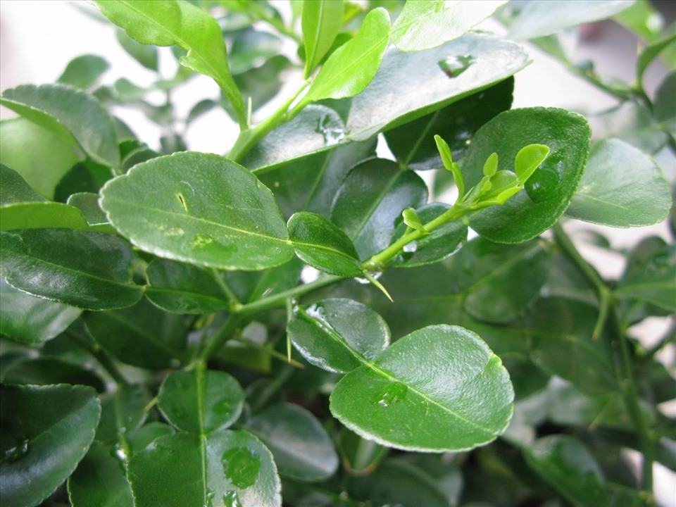 Theo đó, 100g lá chanh có giá khoảng 28 USD (635.000 đồng) và 1kg sẽ có giá khoảng 6,35 triệu đồng. Ảnh: Internet