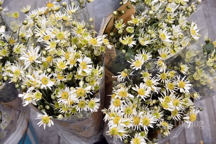 Ly do nao khien gia cuc hoa mi dau mua “ha nhiet”?-Hinh-7