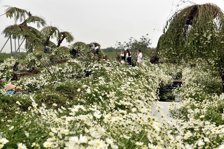 Ly do nao khien gia cuc hoa mi dau mua “ha nhiet”?