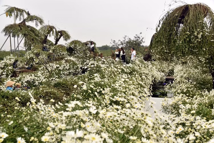 Ly do nao khien gia cuc hoa mi dau mua “ha nhiet”?