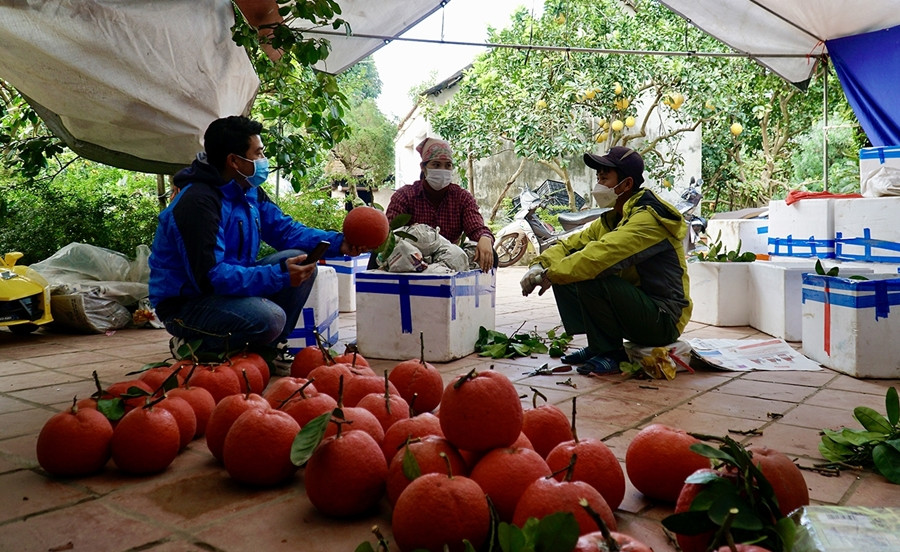 Bưởi đỏ Đông Cao có từ cách đây khoảng 60 năm, do một người dân trong vùng đem về trồng. Thời điểm đó, bưởi đó có giá trị bằng một đấu gạo bởi sự độc, lạ về màu sắc và chất lượng. Ảnh: Qdnd